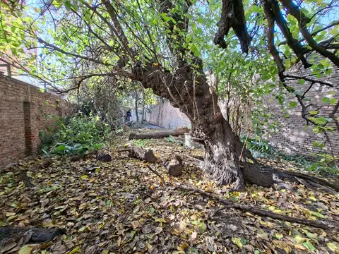 Isabel la Católica 500