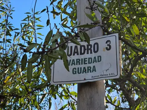 VENTA DE CHACRA CON ALMENDROS 42 HA - SGTO. VIDAL