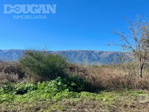 Palo Azul al 1200