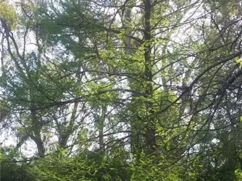 Terreno en Venta 20  mts Frente