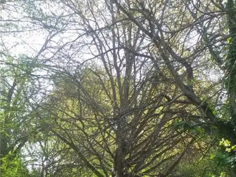 Terreno en Venta 50  mts Fondo