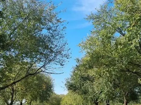 Avenida Fernández Beschtedt