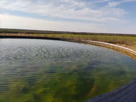 Campo en Venta Agrícola