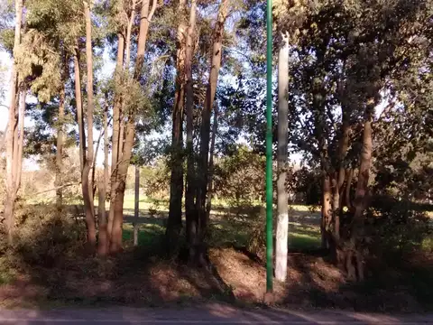 Terreno en Venta en Arturo Segui, USD 60.000