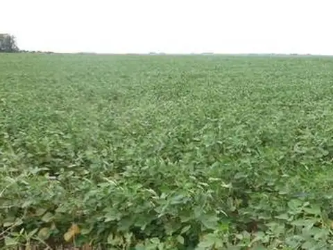 255 ha en producción, AHORA PRECIO REDUCIDO