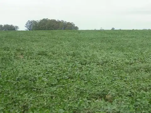 Campo en Venta de 255  ha