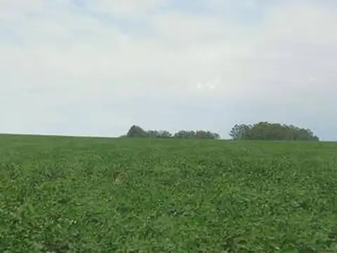 255 ha en producción, AHORA PRECIO REDUCIDO