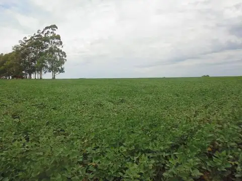 Campo en Venta de 255  ha