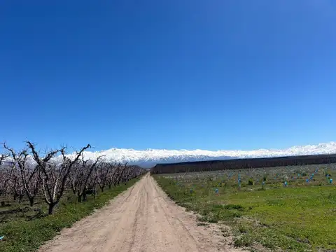 Venta de finca con producción de duraznos