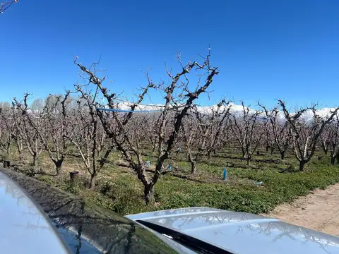 Venta de Finca con producción de duraznos