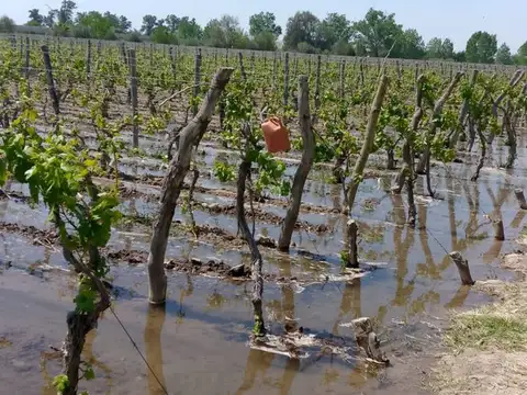 FINCA EN VENTA DE MALBEC EN MEDRANO 