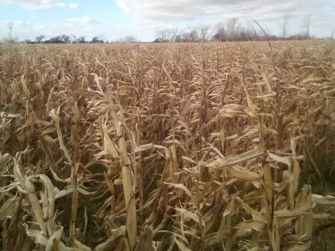 Campo 44 hectáreas en Flores