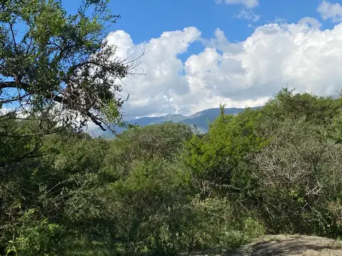 Campo en Venta Forestal