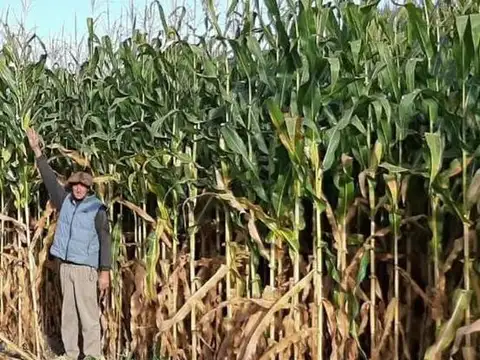 Campo de 875 has. en Venta - en Guardia Mitre Pcia de Río Negro