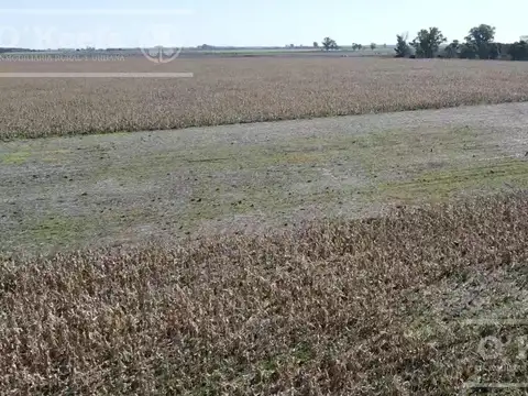 Campo de 400 has en venta en  Chivilcoy - Agricola