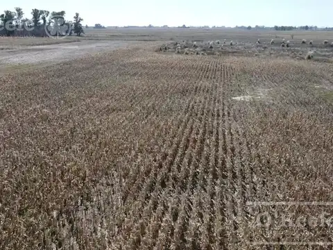 400 Has 85 % agrícolas en Chivilcoy