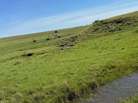 VENTA DE CAMPO GANADERO – 694 HAS. EN RIO NEGRO