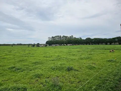 Tambo Establecimiento La Taberna - Viale - Tranquera cerrada