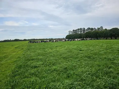 Tambo Establecimiento La Taberna - Viale - Tranquera cerrada