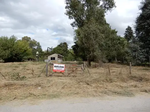 Pino