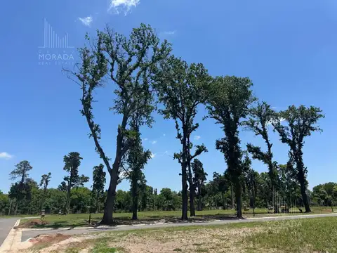 La Estela