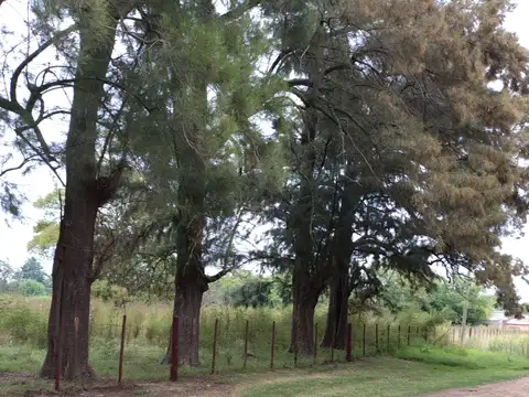 VENTA DE EXCELENTE QUINTA CON ARBOLES EN CARMEN DE ARECO