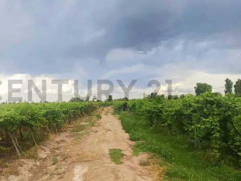 Venta de Finca en Producción Colonia Segovia