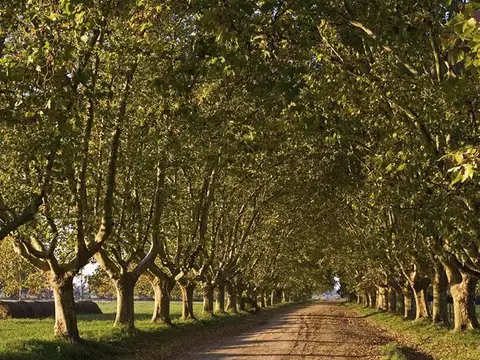 Terreno en Venta 100  mts Fondo