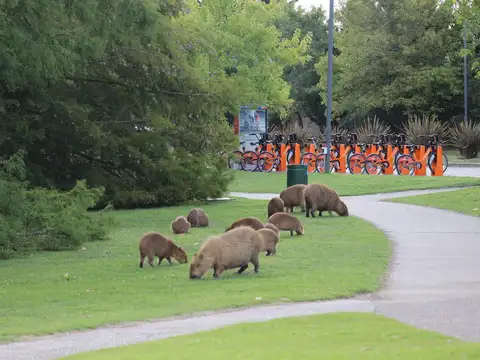 Terreno - Carpinchos en venta - Lote interno