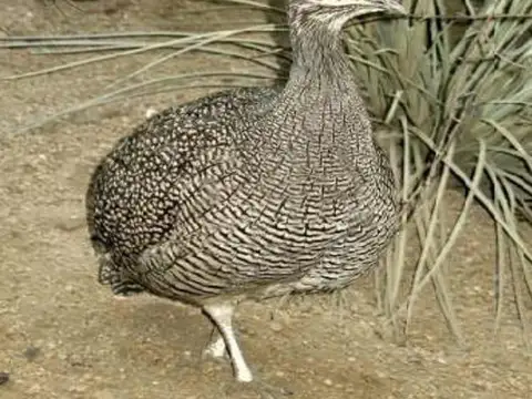 Campo de 10700 ha en Venta - Jaramillo - Santa Cruz