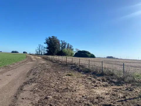 Campo - 35 hectáreas apto kiwi / La Ballenera, Gral. Alvarado