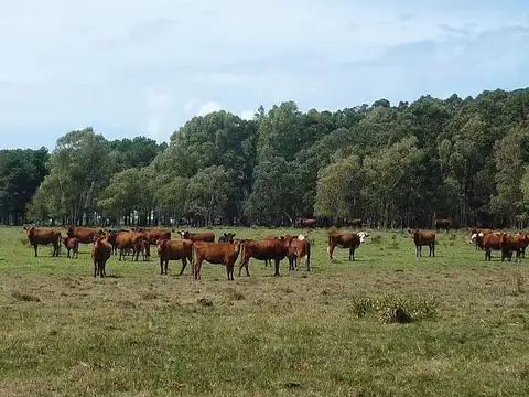 Terreno en Venta en Punta del Este, USD 21.200.000