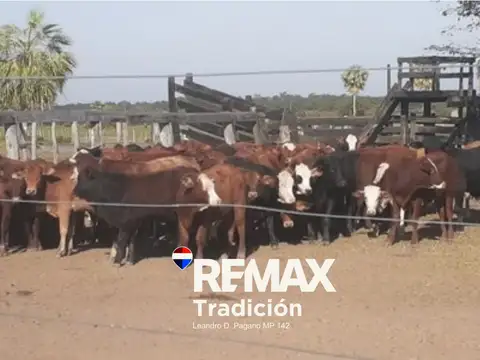 Venta campo ganadero 1470 ha pcia de la plaza