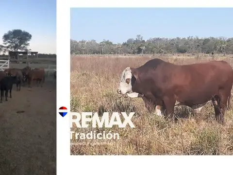 VENTA CAMPO GANADERO 1470 Ha PCIA DE LA PLAZA