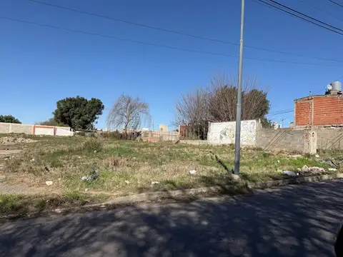 Juncalillo 600