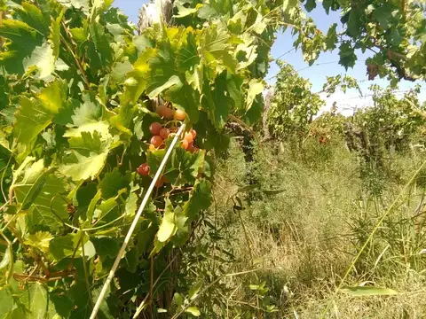 Terreno en Venta en Fiambala, USD 18.000