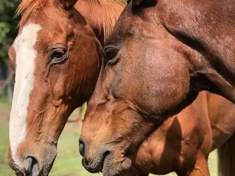 Haras San Pablo Club De Campo