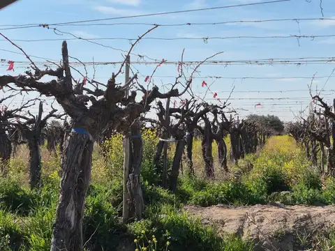 Lotes 1 Ha Finca Junin