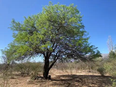 Terreno de 2500 m2 en Corralito - pedanía de Luyaba