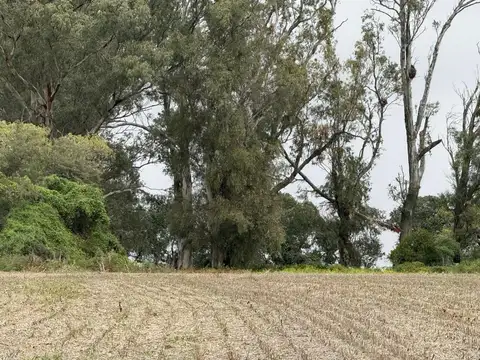 105 Hectareas En Antelo