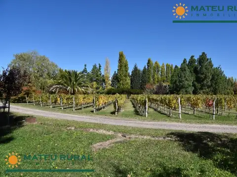 6 Has. Finca en Las Compuertas con casco de más de 1000 m2.