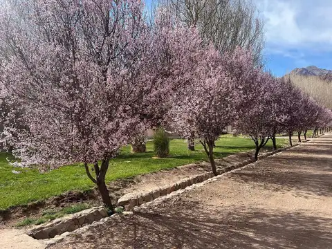 Lote Uspallata - 4 elementos