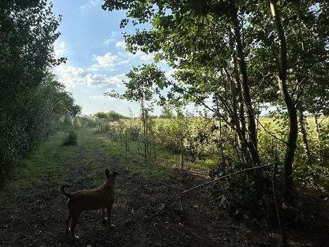 Venta -  Venta Chacra de 12,5 Ha con Casa - Zona Las Chacras - Lobos