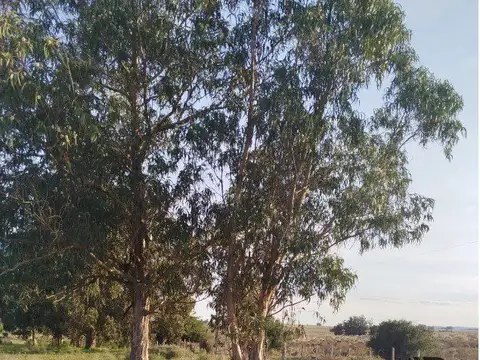 Ruta 9, La Vieja