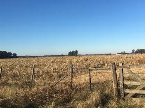 Campo en Baradero 80HA