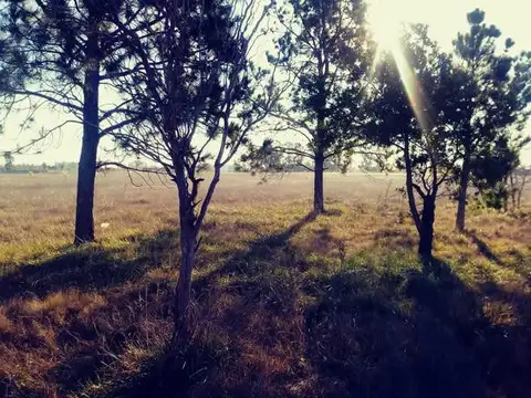 Terreno en Venta 50  mts Frente