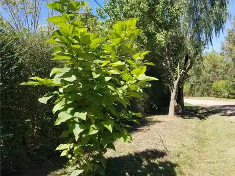 Terreno en Venta 19,81  mts Frente