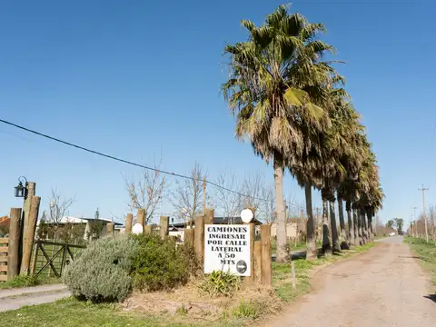 Los Fresnos 100