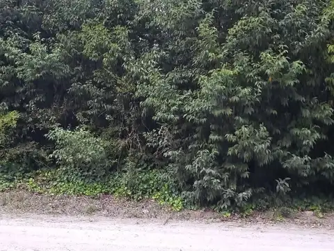 Sarmiento y Araucanos