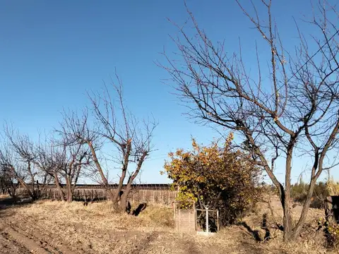 Venta finca productiva, General Alvear, Mendoza